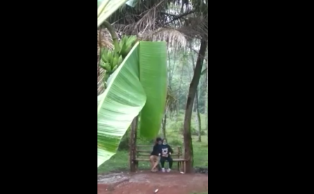 ngintip orang lagi bercumbu di kebun pisang